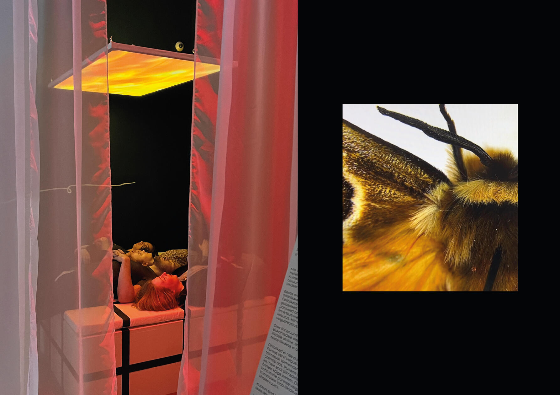 Moth installation